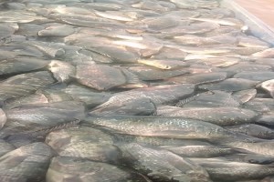 Tilapia - Caging in Lake Victoria from Uganda